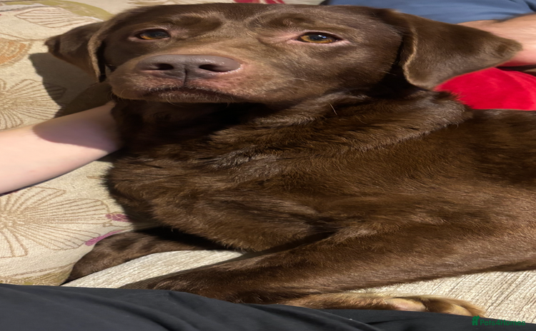 Labrador Retriever dogs - Advert 11