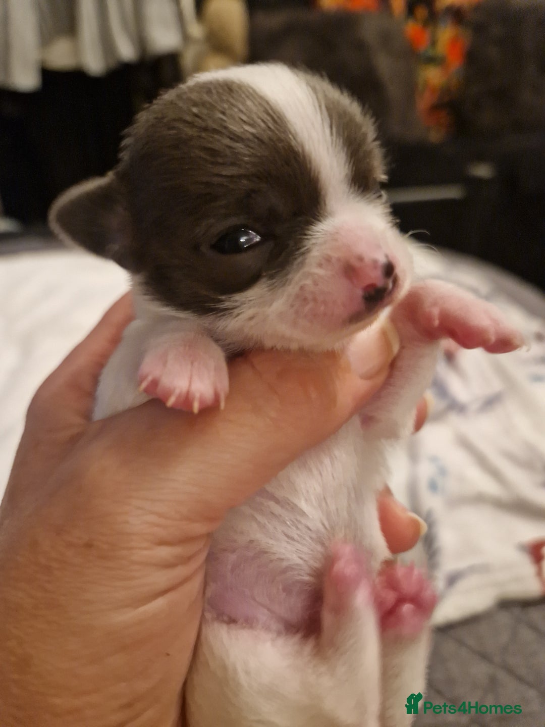 Chihuahua dogs for sale: Female Puppies  - Image 11