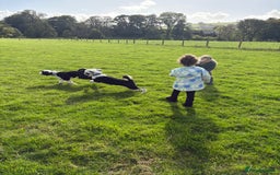 Tibetan Terrier dogs for sale: KC fully health tested exceptionally bred Tibetan  - Advert 14