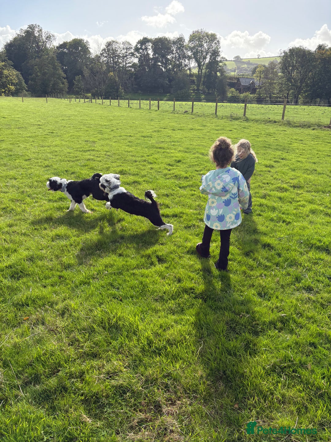 Tibetan Terrier dogs for sale: KC fully health tested exceptionally bred Tibetan  - Advert 14