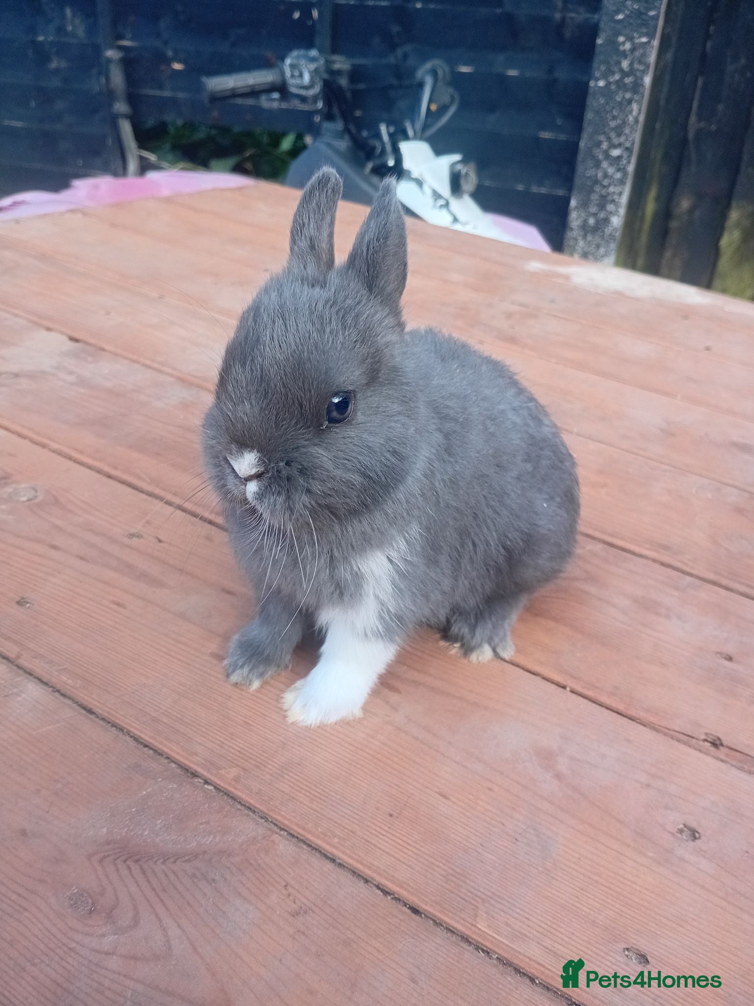Netherland Dwarf rabbits Netherlands dwarf babys  - Advert 2