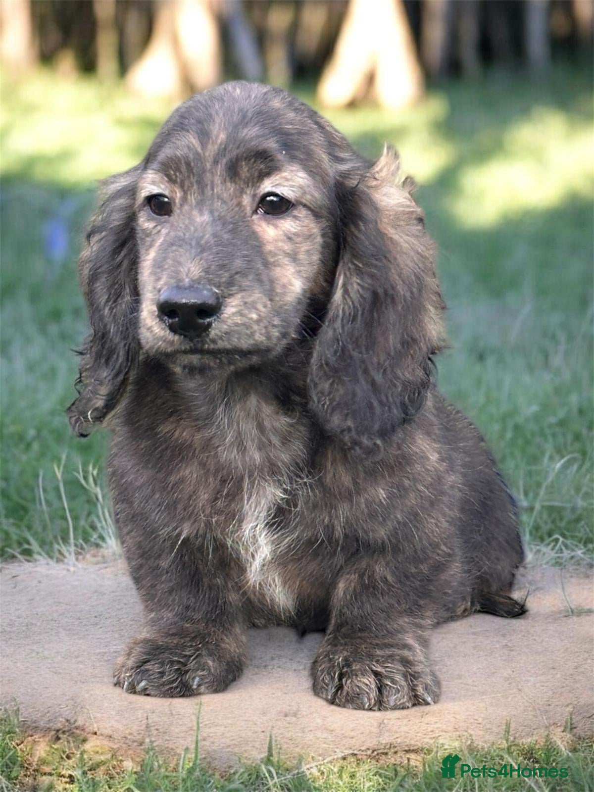 Miniature Dachshund dogs Miniature long haired brindle male - Advert 7