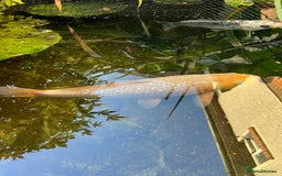 Koi Carp fish for sale: 2 koi Carp for sale  - Image 12