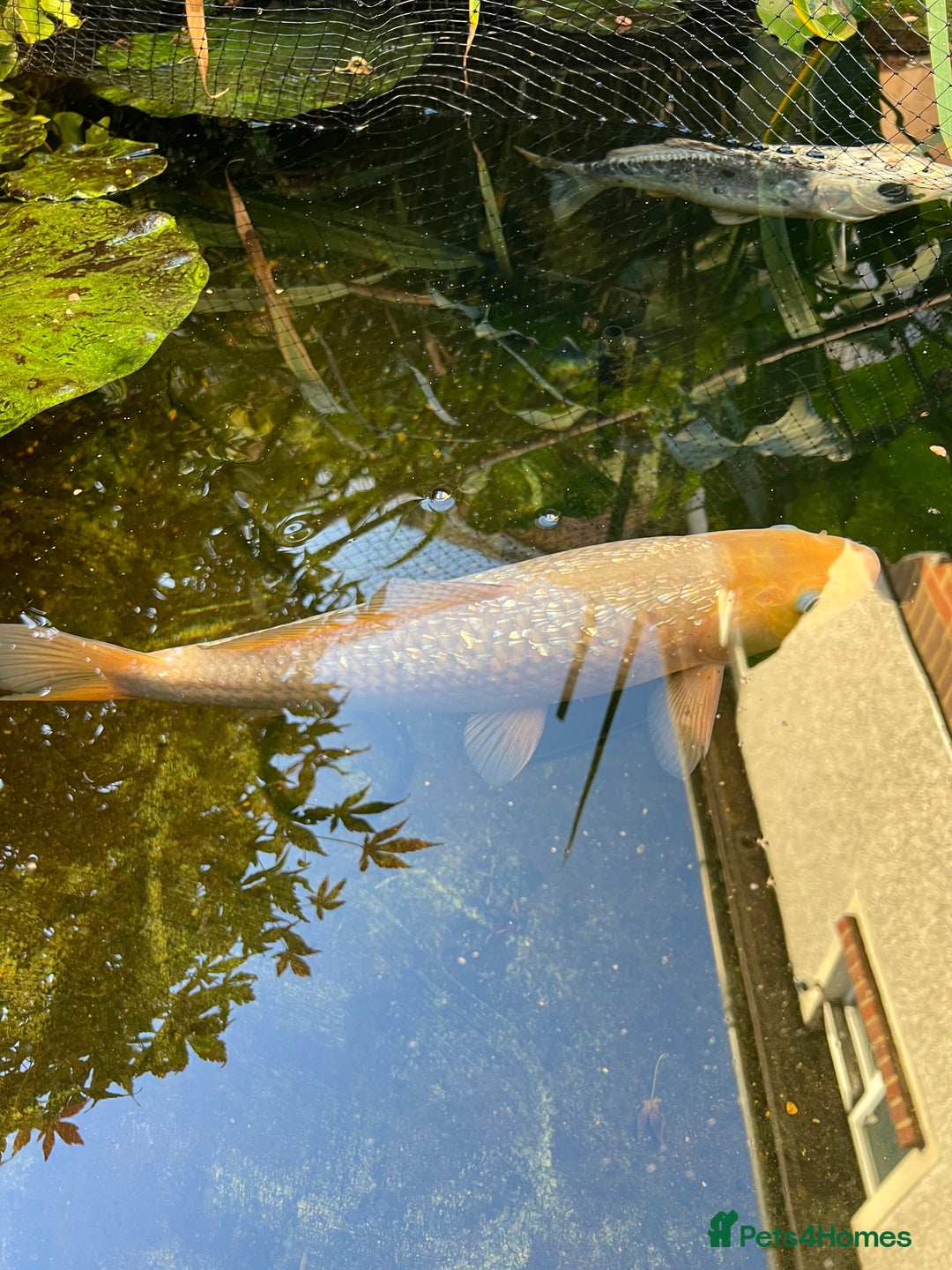 Koi Carp fish for sale: 2 koi Carp for sale  - Image 12