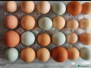 Mixed Breed livestock Fertile eggs for hatching in London - Advert 6