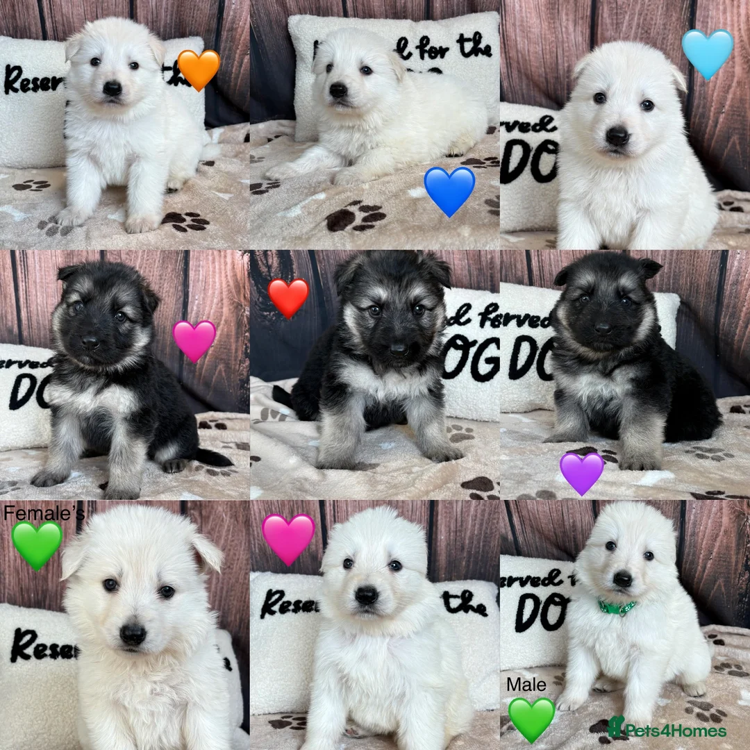 German Shepherd dogs for sale: KC German Shepherd Puppies 👀🏡 in Wisbech - Advert 1