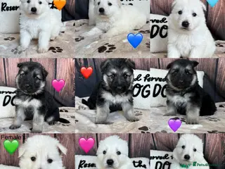 German Shepherd dogs KC German Shepherd Puppies 👀🏡 - Advert 14
