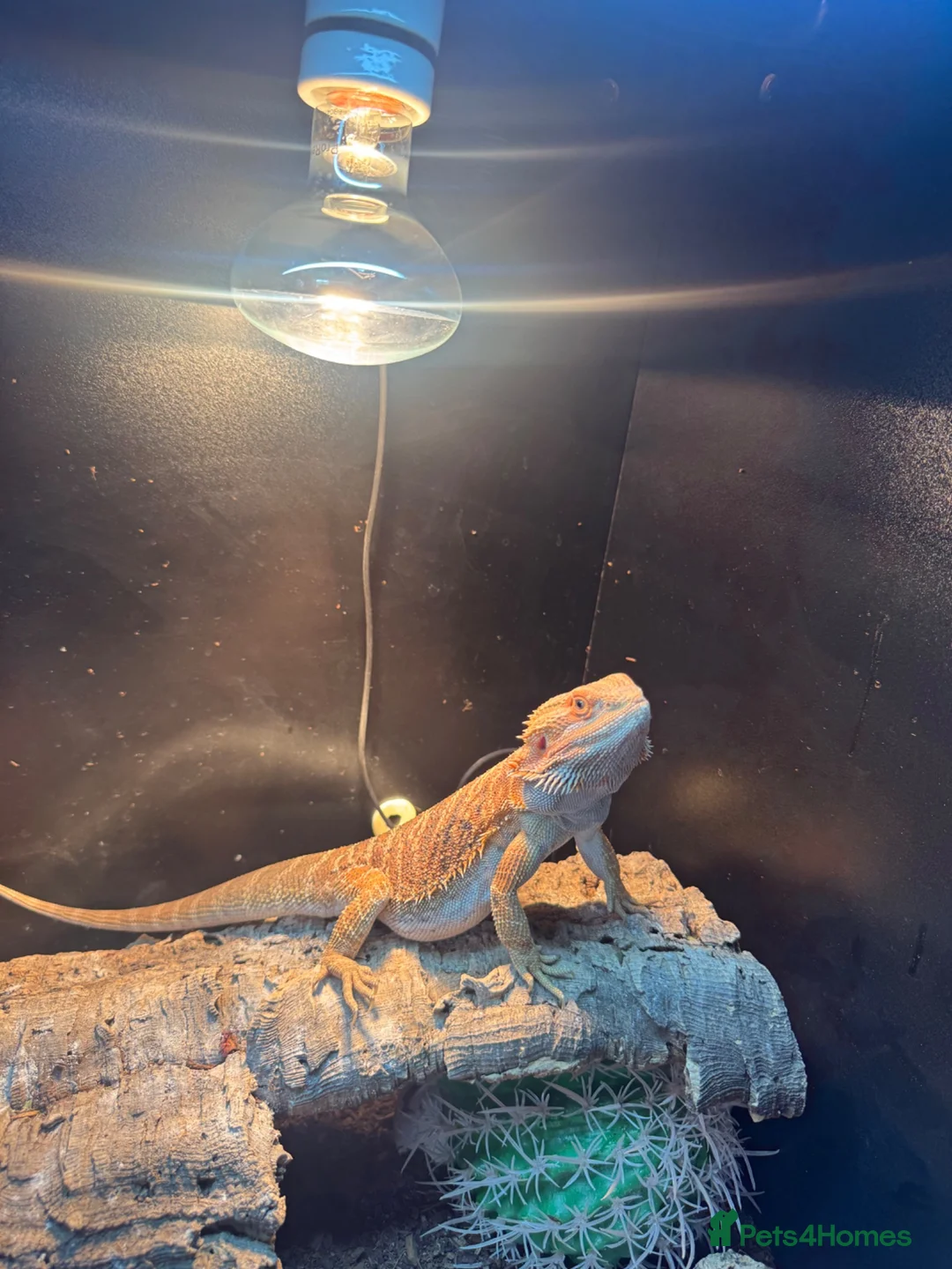 Bearded Dragon reptiles for sale: Male bearded dragon  - Advert 5