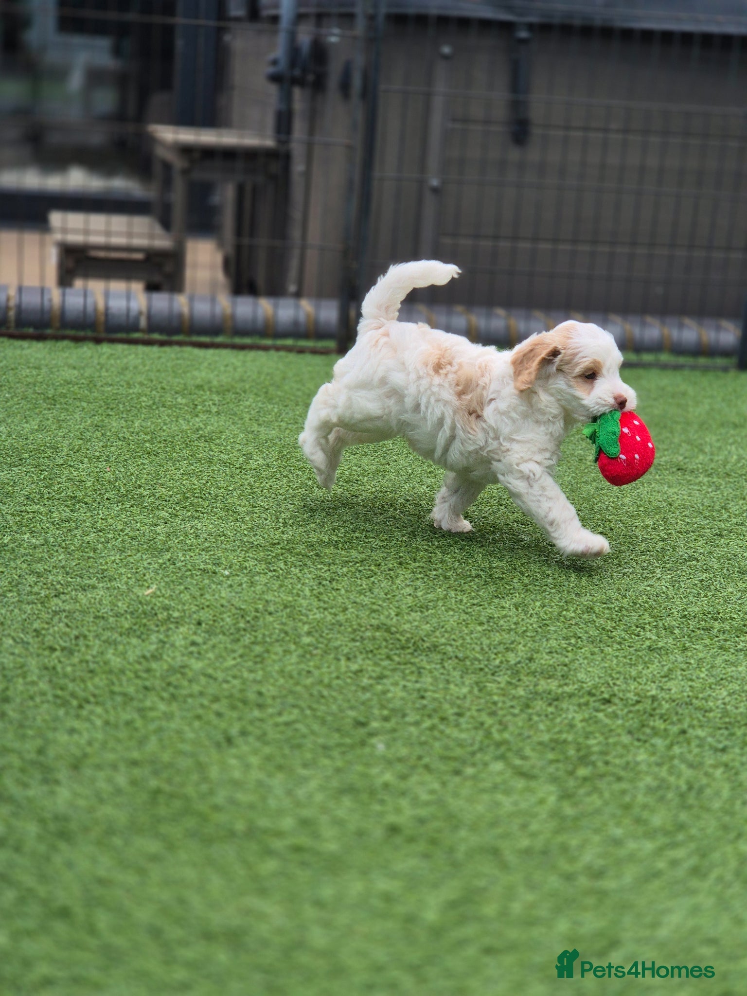 Australian Labradoodle dogs Australian Medium Labradoodles - Advert 4