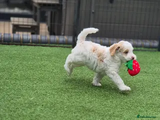 Australian Labradoodle dogs Australian Medium Labradoodles - Advert 4