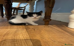 Mixed Breed cats for sale: Black and white kittens  - Image 5