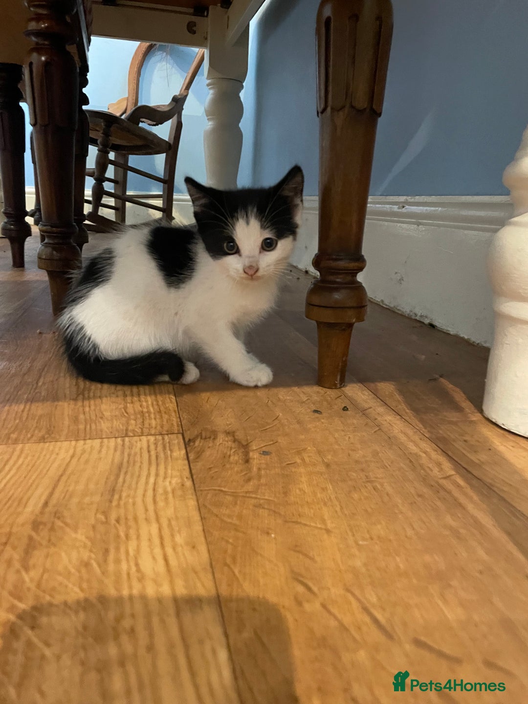 Mixed Breed cats for sale: Black and white kittens  - Image 5