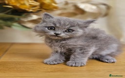British Shorthair cats for sale: Last 4 male British Short-hair/long hair kittens  - Image 25