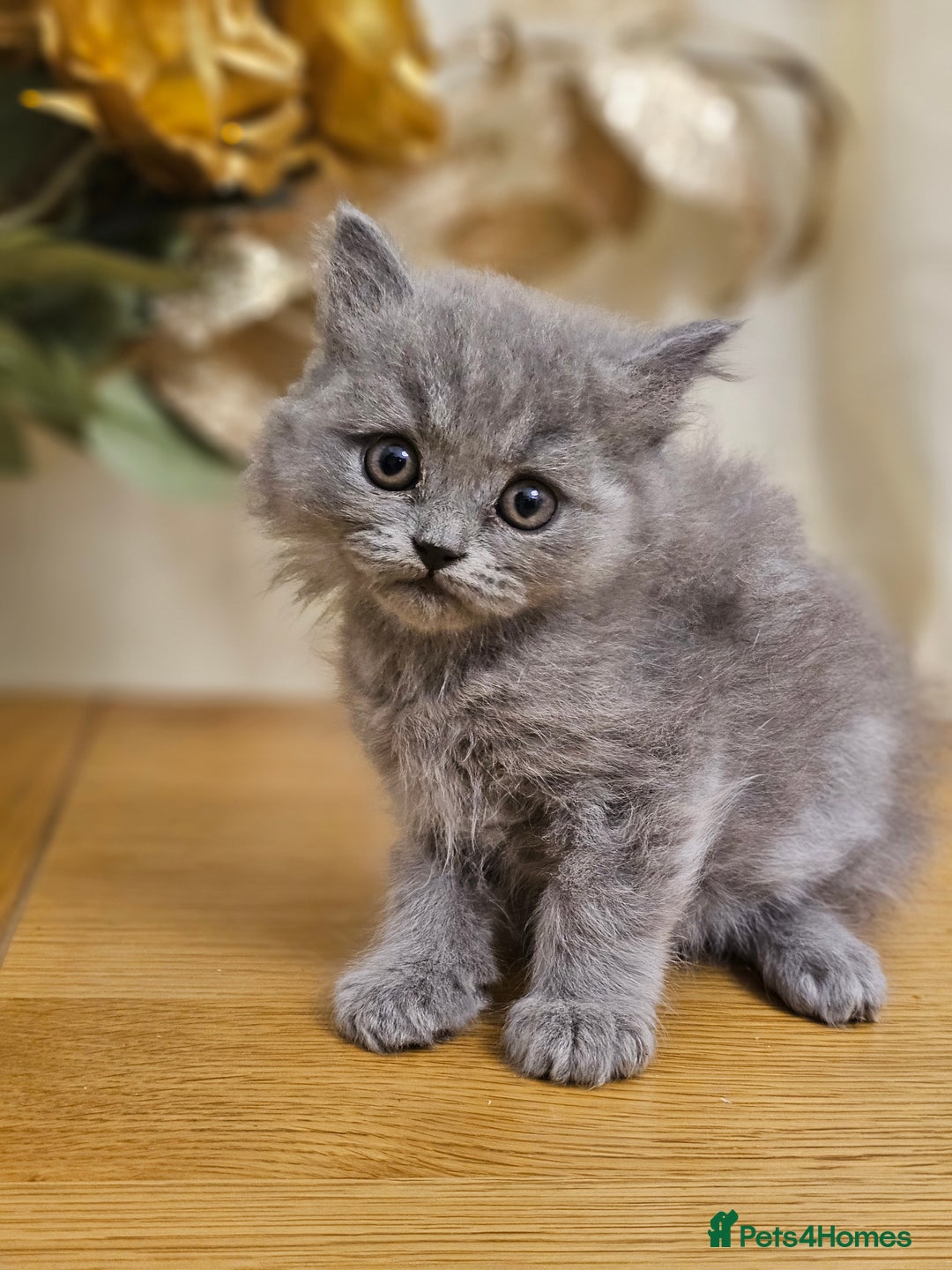 British Shorthair cats for sale: Last 4 male British Short-hair/long hair kittens  - Image 25