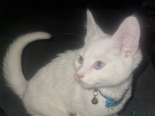 Turkish Angora cats Our moon baby - Advert 6