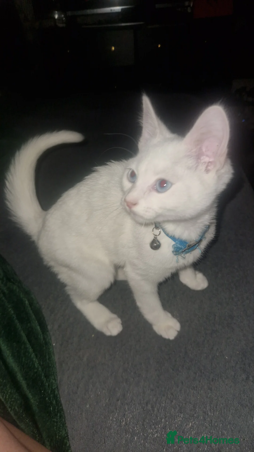 Turkish Angora cats for sale: Our moon baby  - Advert 1
