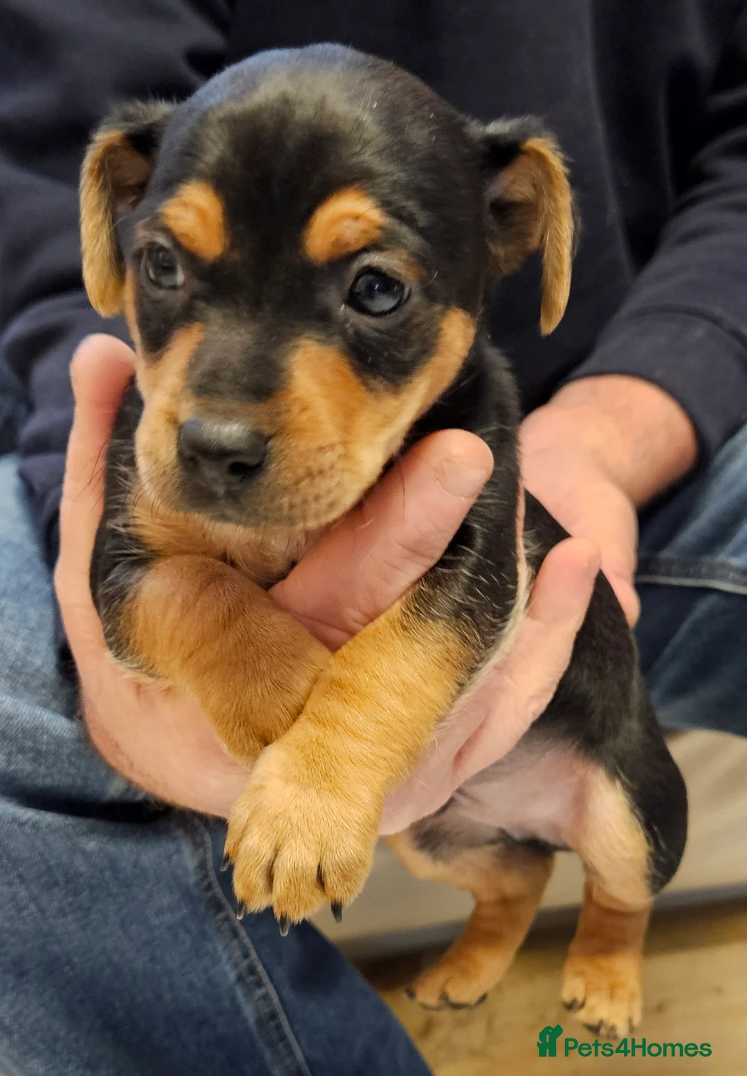 Jack Russell dogs for sale: Gorgeous Jack Russell pups ready to reserve - Advert 19