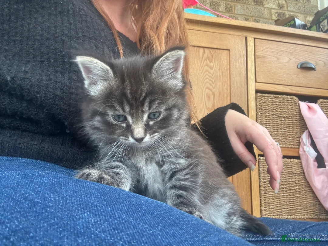 Mixed Breed cats for sale: Ragdoll x kittens  - Advert 2