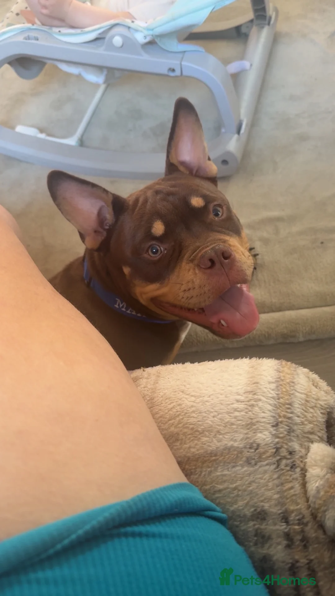 American Bully dogs for sale: Micro bully - Advert 1