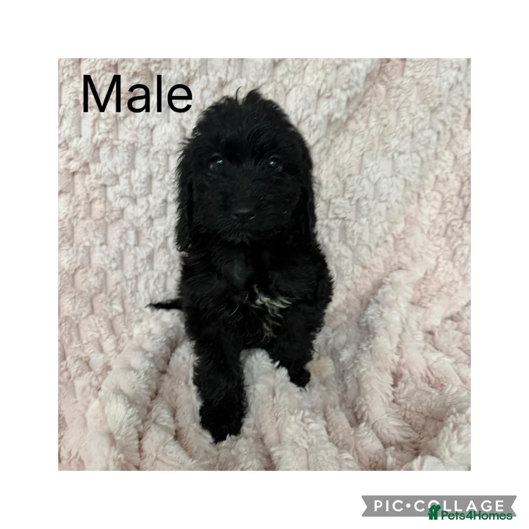Cockapoo dogs for sale: 5 f1 cockapoo Puppies available  - Advert 3