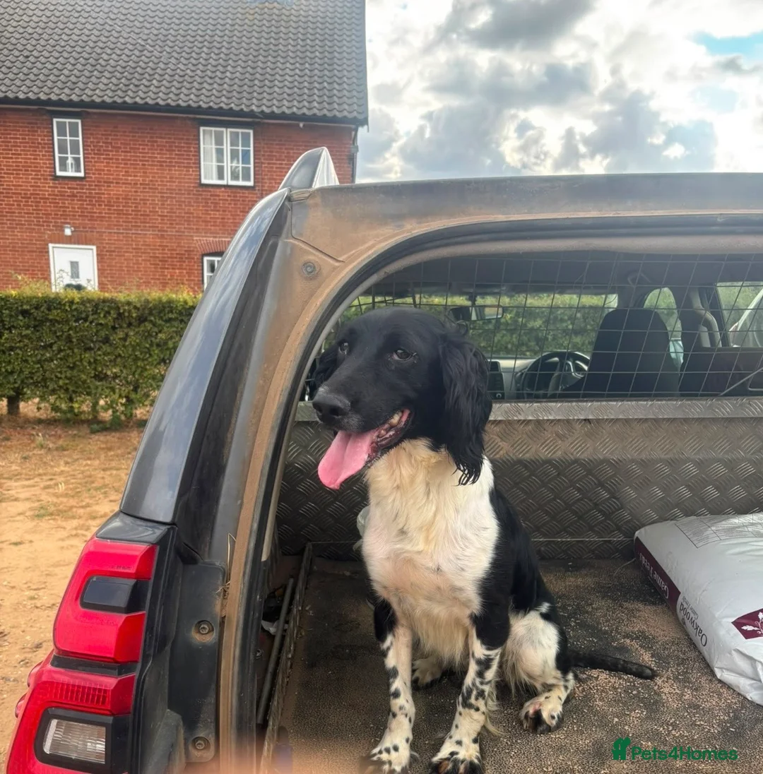 Sprocker dogs for sale: Sprocker spaniel puppies - Advert 8