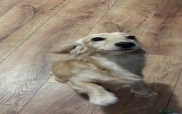 Miniature Dachshund dogs for stud: Long coat cream stud - Image 2