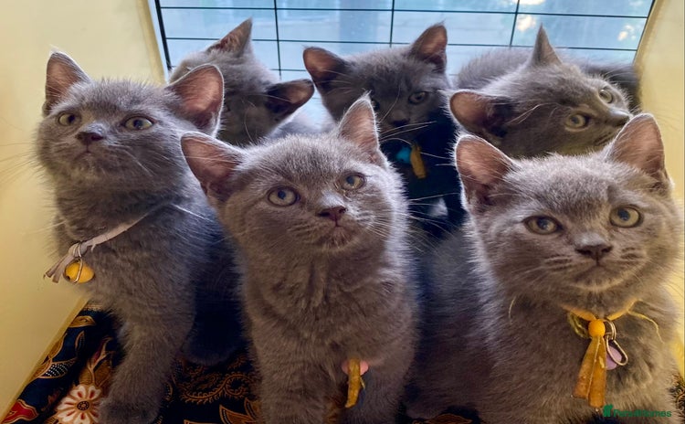 British Shorthair cats - Advert 5