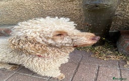 Miniature Poodle dogs for sale: 1.5 years old Miniature Poodle boy for loving home - Image 3