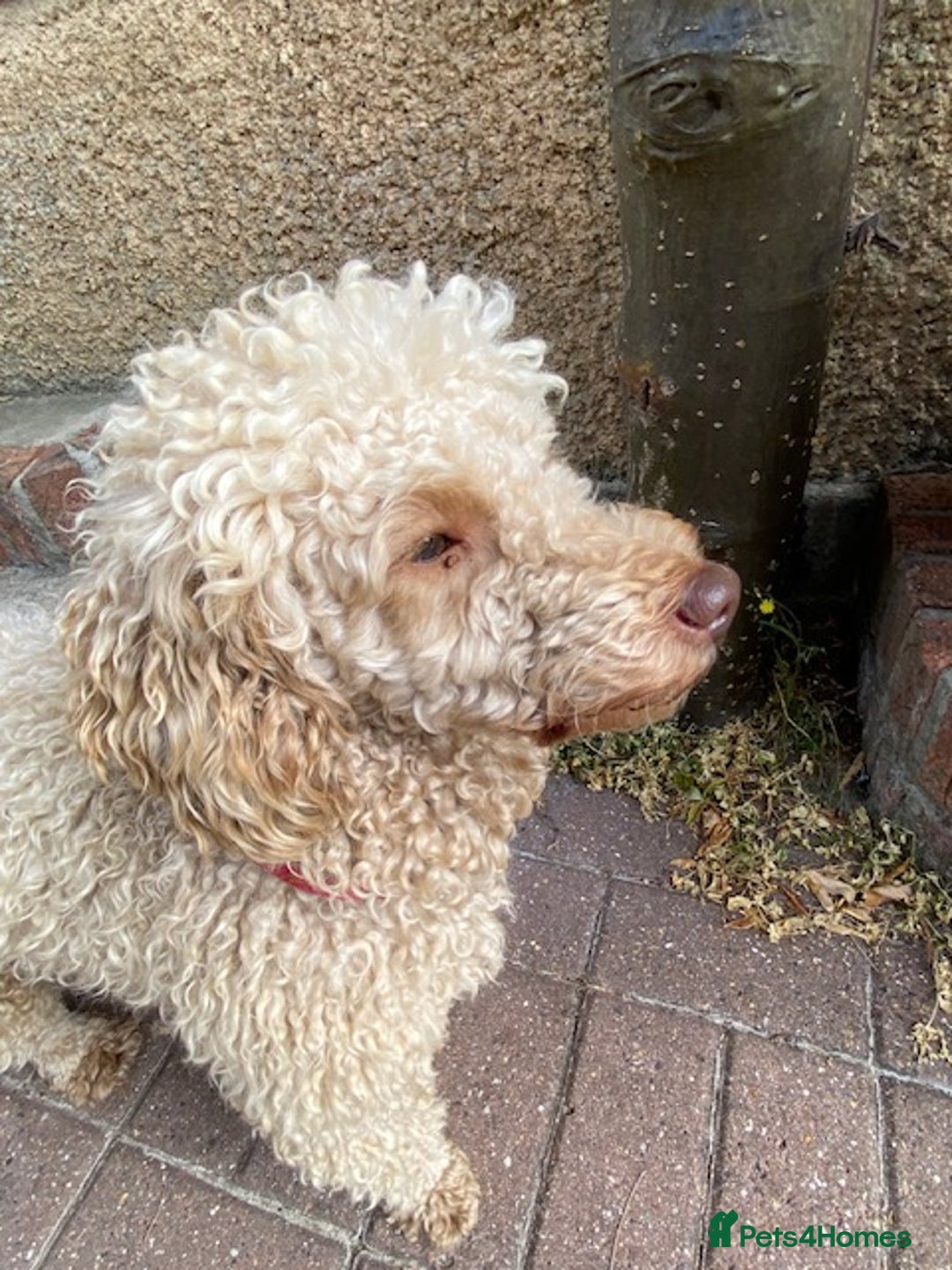 Miniature Poodle dogs for sale: 1.5 years old Miniature Poodle boy for loving home - Image 3