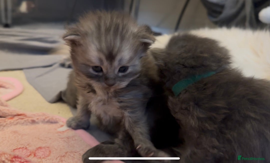 Perdoll cats for sale: PERDOLL KITTENS FOR SALE - Advert 5