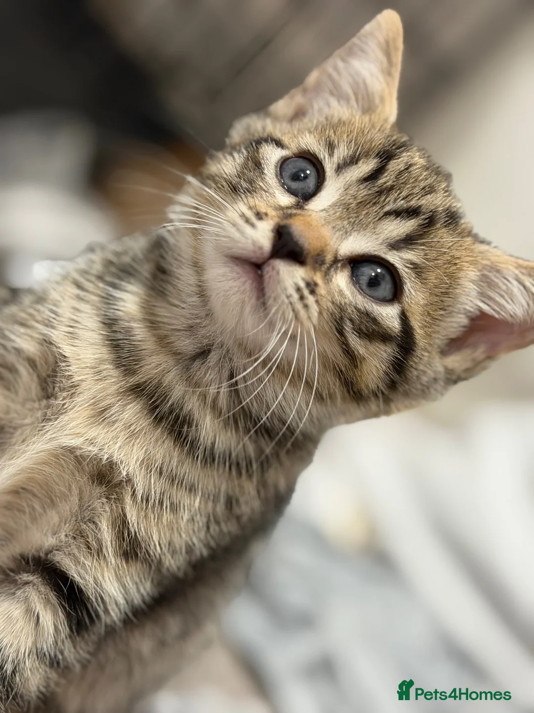 Mixed Breed cats for sale: Last Male Kitten To Go - 15/08 - Advert 8