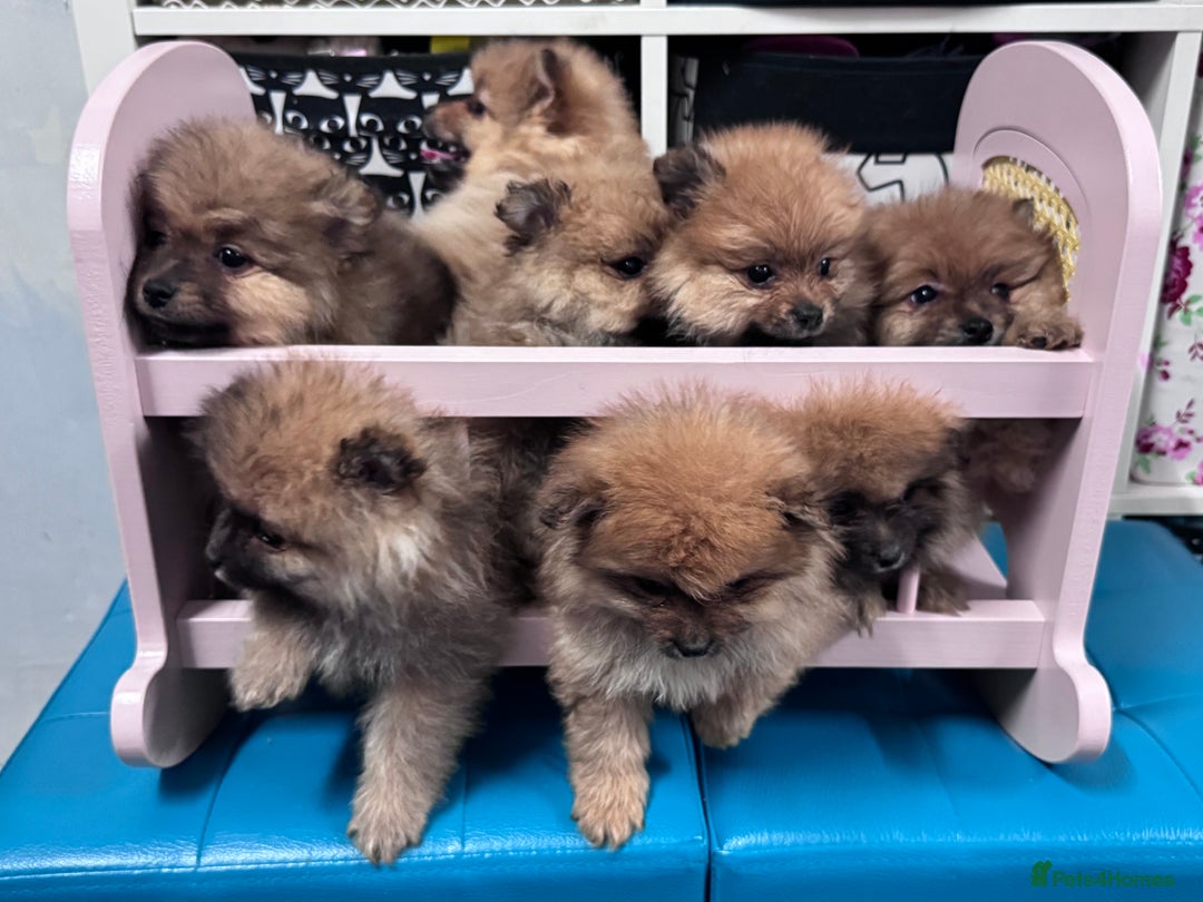 Pomeranian dogs for sale: FLUFFY POMERANIAN FOR SALE 🥰 - Advert 26