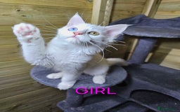 Maine Coon cats for sale: MAINE COON  - Image 4