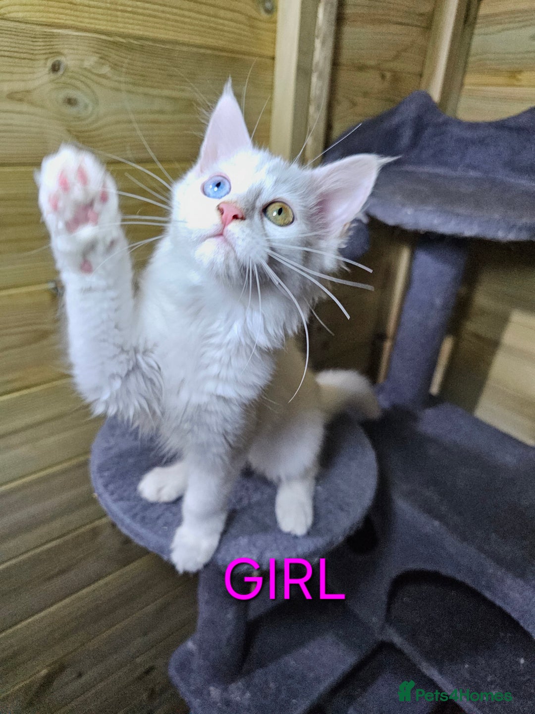 Maine Coon cats for sale: MAINE COON  - Image 4