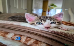 Mixed Breed cats for sale: 7 adorable kittens looking for loving homes - Image 10