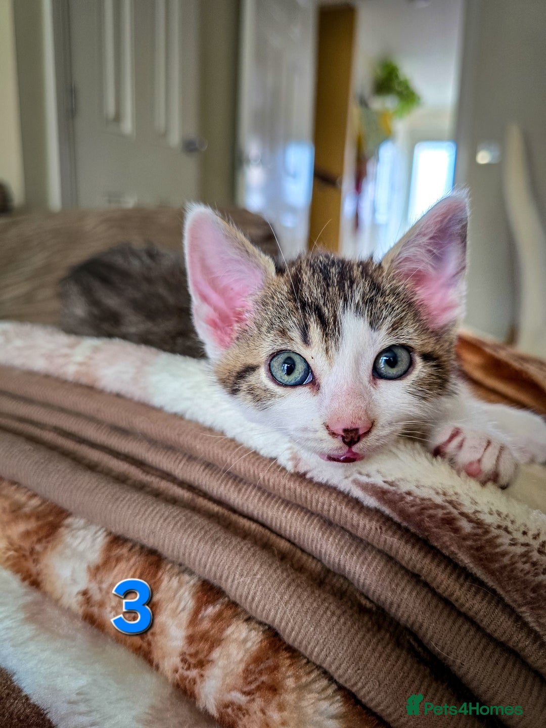 Mixed Breed cats for sale: 7 adorable kittens looking for loving homes - Image 10