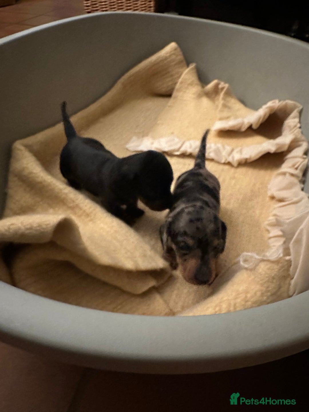 Miniature Dachshund dogs for sale: Ready Soon - Gorgeous KC Reg. Miniature Dachshund - Advert 19