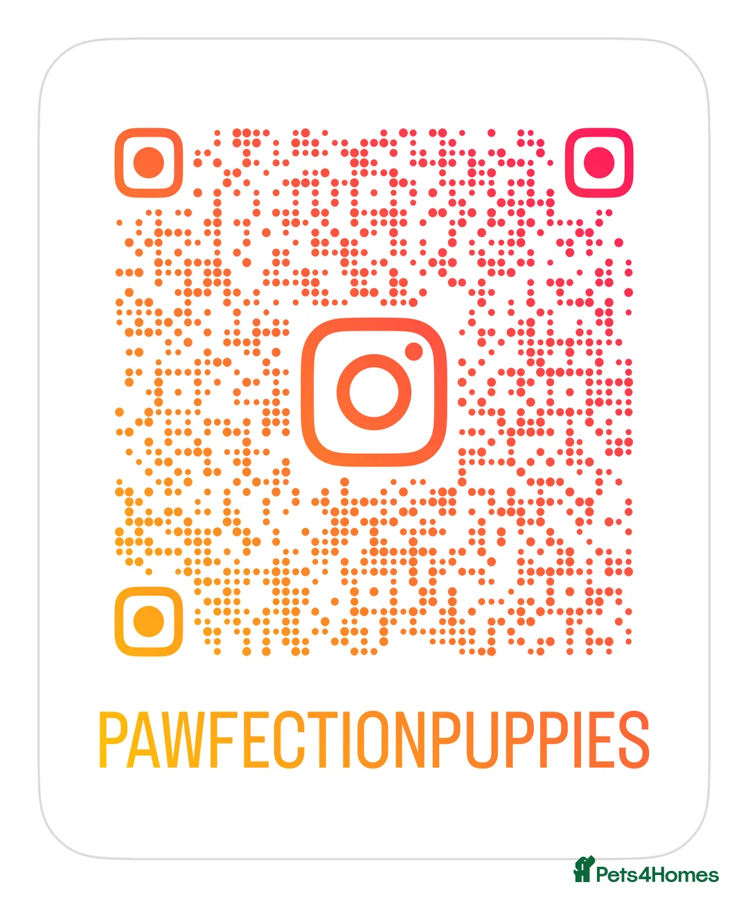 Pomeranian dogs for stud: 🏆 LOTS of champion lines, tiny teddy bear 🧸 in Leeds - Advert 40