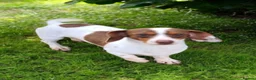 Dachshund dogs for sale: Miniture Dashounds amazing colours in St. Neots - Advert 3