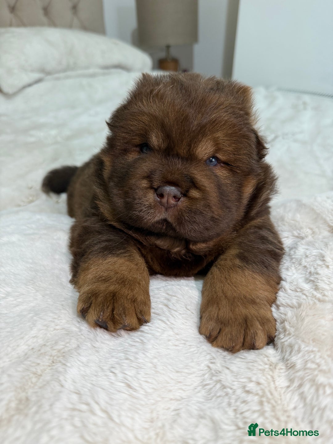 Chow Chow dogs for sale: Beautiful chow litter KC registered 🧬💜🍫 - Advert 20