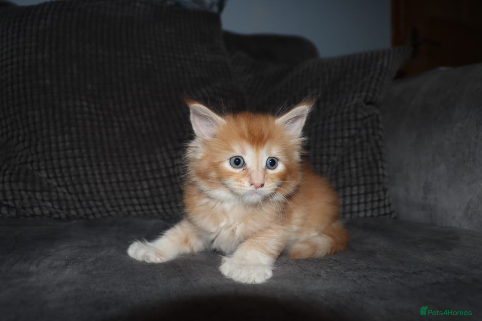 Maine Coon cats Gorgeous maine coon kittens (2 poly) - Advert 18