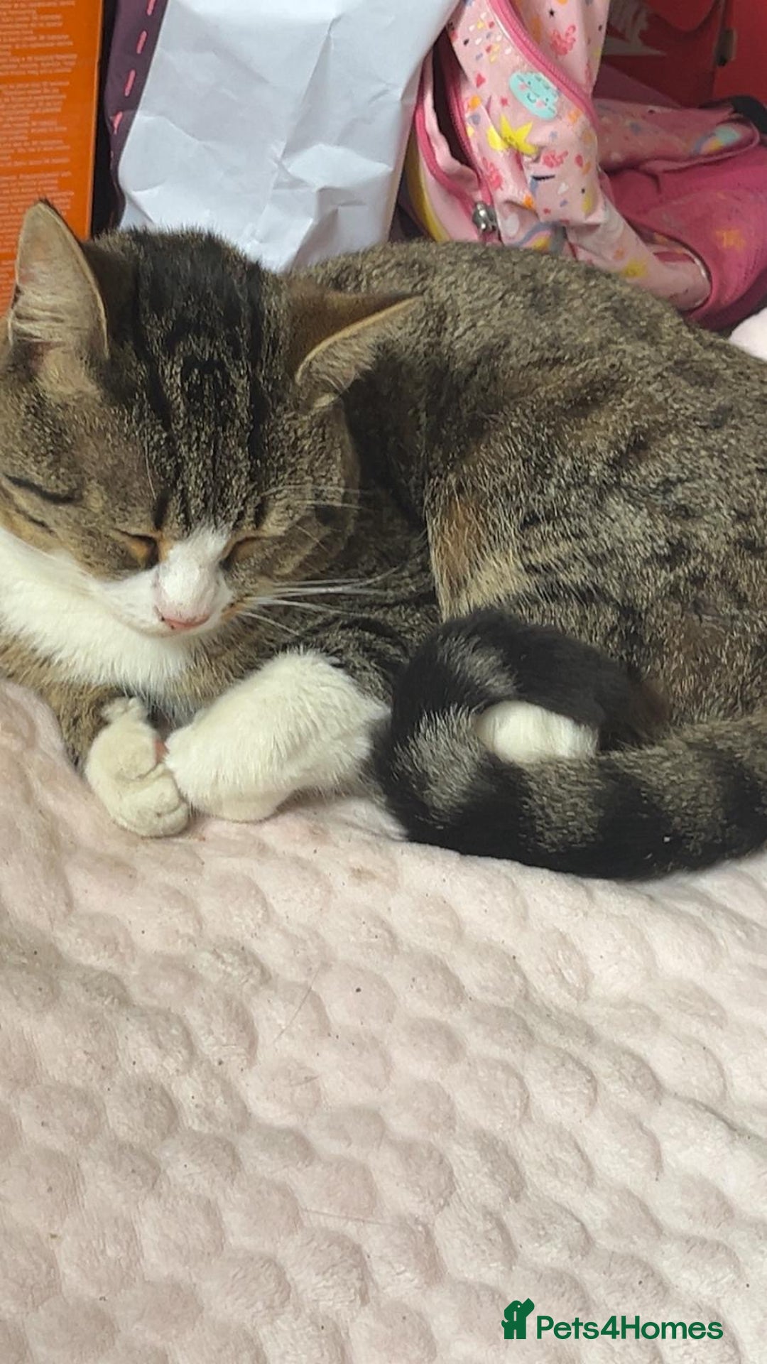 Mixed Breed cats for sale: Beautiful male cat - Image 2