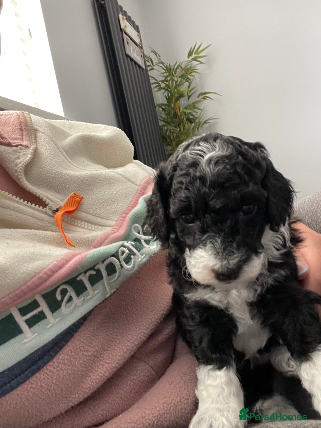 Cockapoo dogs for sale: F1b Toy Cockapoos  - Image 4