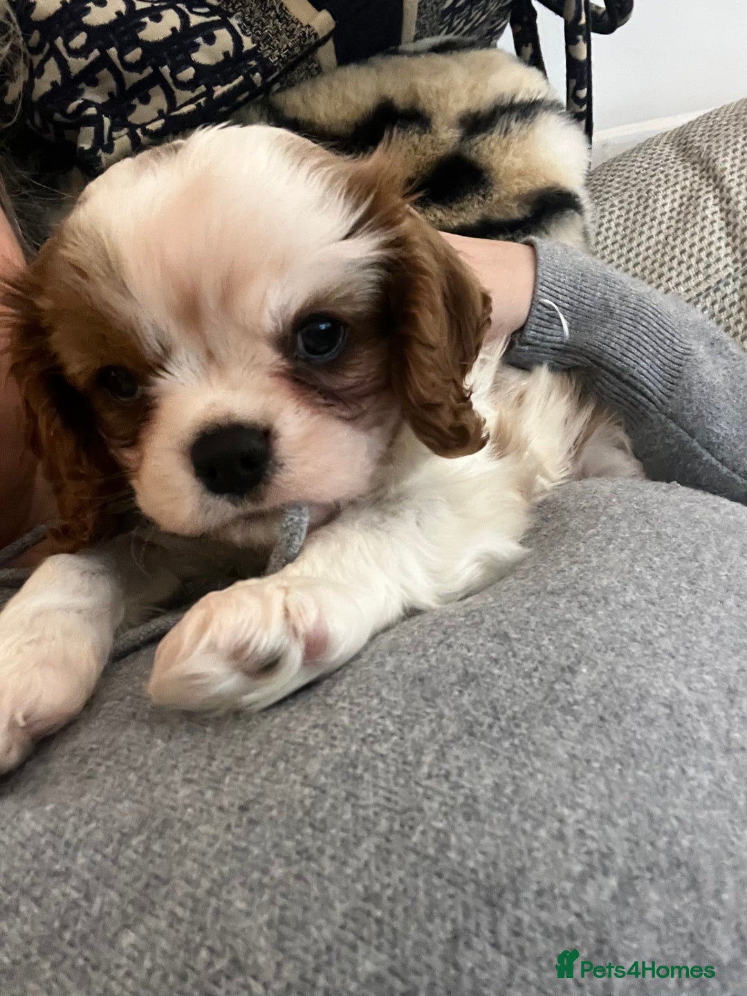 Cavalier King Charles Spaniel dogs for sale: Singleton Blenheim Cavalier Boy – Family Raised - Advert 4