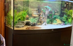 Axolotl reptiles for sale: 3 gorgeous and cute Male axolotls - Image 7
