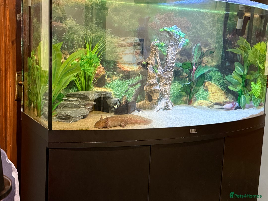Axolotl reptiles for sale: 3 gorgeous and cute Male axolotls - Image 7