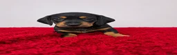 Miniature Dachshund dogs for sale: Miniature Dachshund Puppies, KC reg in Salford - Advert 3