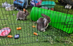 Mini Lion Lop rabbits for sale: Mini lop cross lionhead/mini lop - Image 6