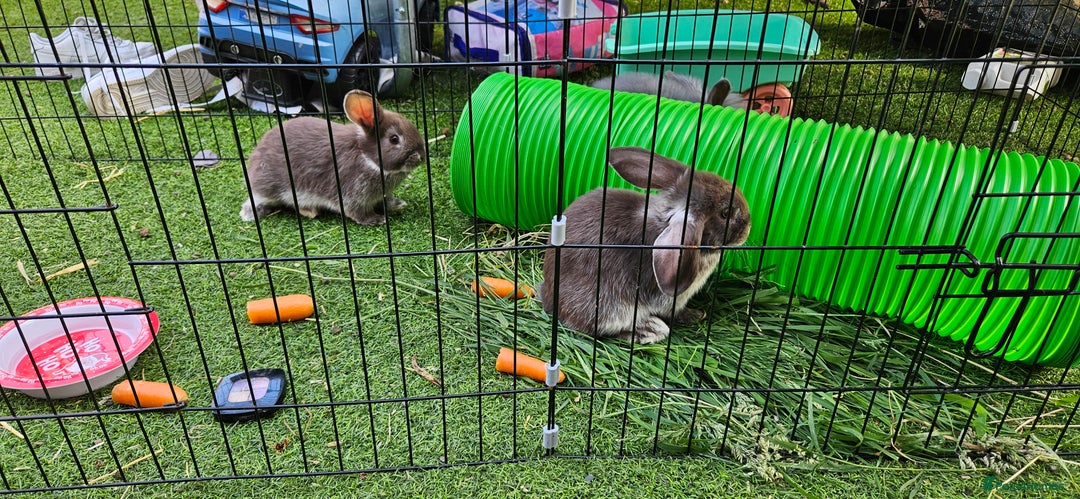 Mini Lion Lop rabbits for sale: Mini lop cross lionhead/mini lop - Image 6