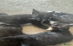 Ragdoll cats for sale: Half Ragdoll kittens  - Image 2